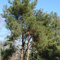 Pinus halepensis